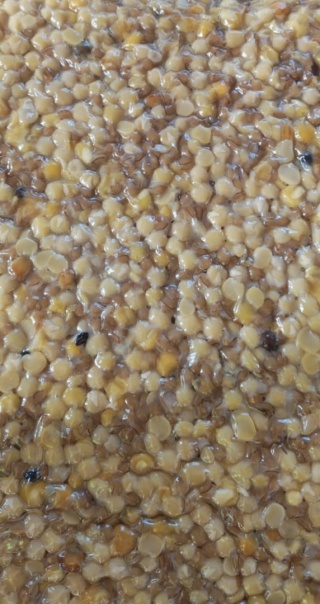 GROCH, PSZENICA, KUKURYDZA - parzona, gotowa zanęta 2 kg